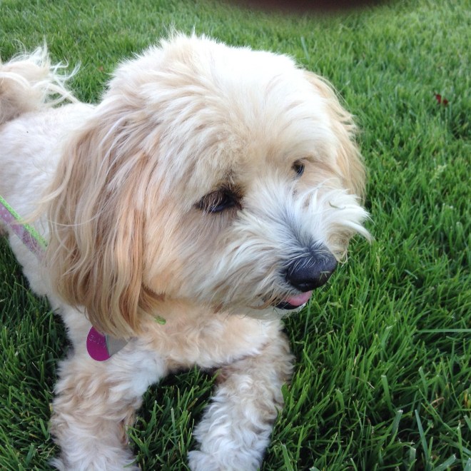 Sammy loved the singing or was it the stable ground beneath her belly?