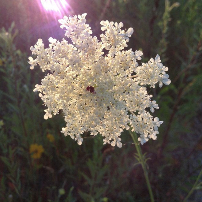 Queen Ann's Lace a favorite among the many.