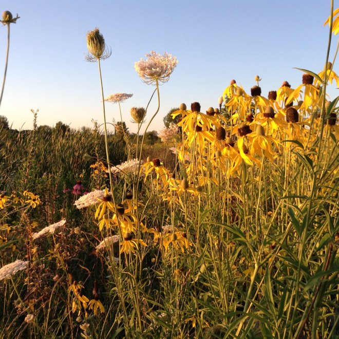 Wildflower garden sea wall on White Lake.